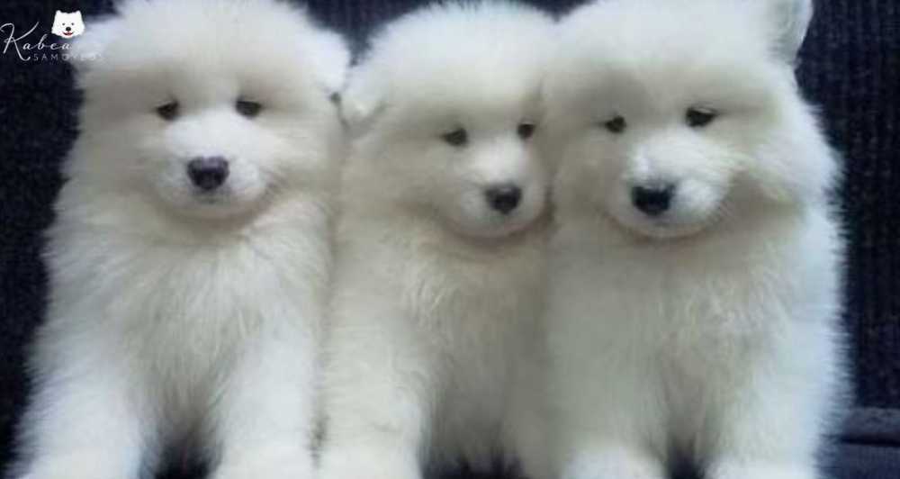 beautiful-samoyed-adults-looking-for-loving-homes-big-0
