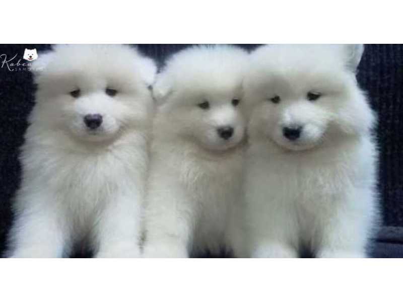 beautiful-samoyed-adults-looking-for-loving-homes-small-0
