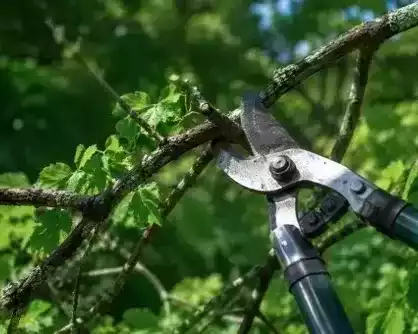best-tree-trimming-jacksonville