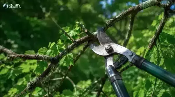 best-tree-trimming-jacksonville-big-0