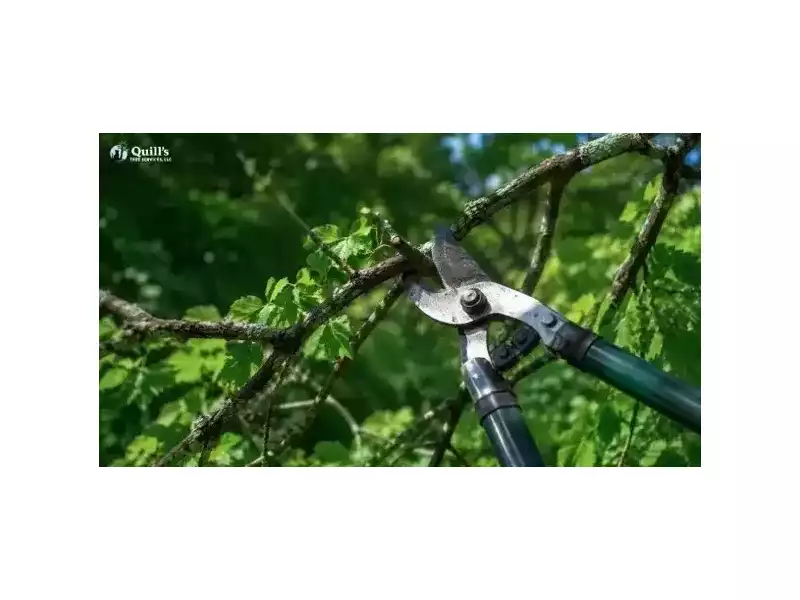 best-tree-trimming-jacksonville-small-0