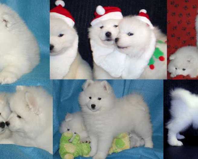 healthy-samoyed-puppies-for-sale-from-trusted-breeders