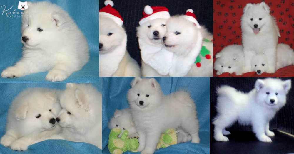 healthy-samoyed-puppies-for-sale-from-trusted-breeders-big-0