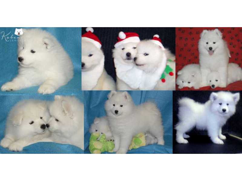 healthy-samoyed-puppies-for-sale-from-trusted-breeders-small-0