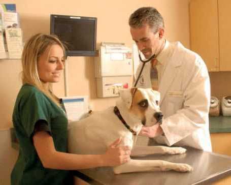mag-medical-equipment-veterinary-equipment