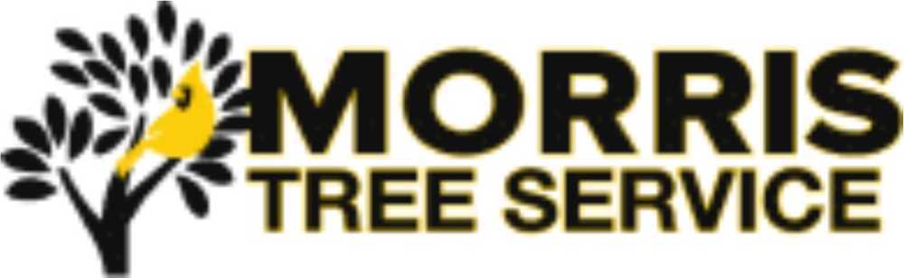 dade-city-tree-service-with-experienced-tree-care-team-big-0