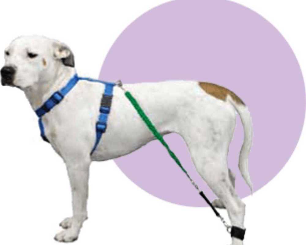 buy-dog-resistance-bands