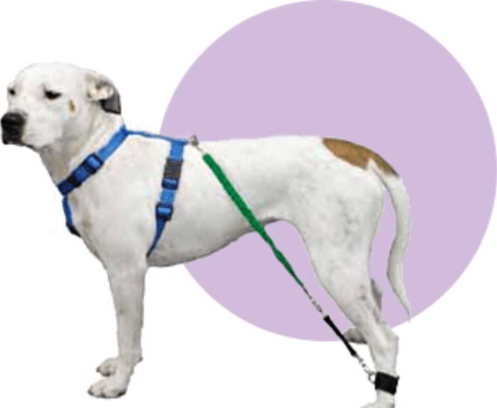 buy-dog-resistance-bands-big-0