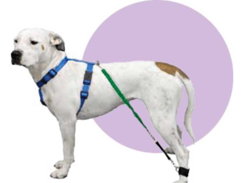buy-dog-resistance-bands-small-0