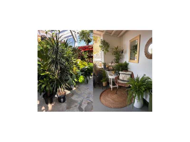 best-nurseries-in-west-la-urban-jungle-plants-and-pottery-small-0