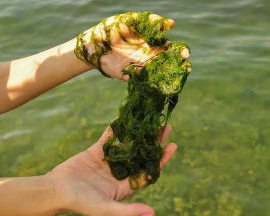 best-algae-killer-for-ponds-in-2026-natural-pond-algae-treatment