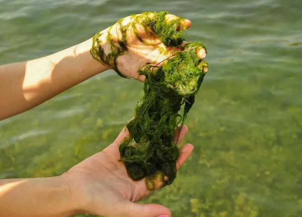 best-algae-killer-for-ponds-in-2026-natural-pond-algae-treatment-big-0