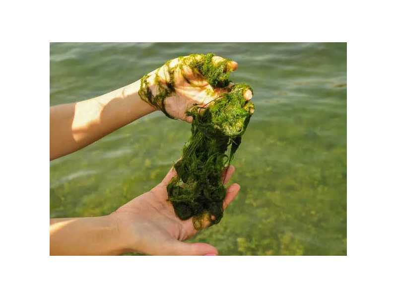 best-algae-killer-for-ponds-in-2026-natural-pond-algae-treatment-small-0