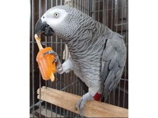African Grey Parrots for sale | Buy Fertile Parrot Eggs for sale Online .