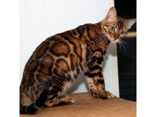 Get a beloved cat with Bengal cats for sale near me