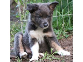 Border Collie Puppies for Sale, Hurry up, get one now!