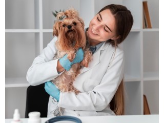 Dog care tips and guidelines
