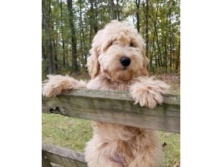 Goldendoodle Puppies for Sale Indiana: Find Your Playful Companion at Indiana Goldens