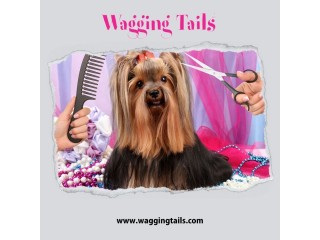 Local Love: Explore the Top-rated Dog Grooming Salons Near Me