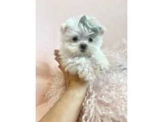 Adorable Maltese Puppies for Sale at Dog Boutique Store