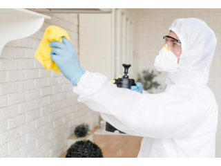 Mold Assessment Expertise in Miami: Bookmark for Peace of Mind