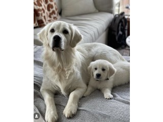 Cream Golden Puppies for Sale in Nashville