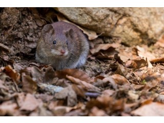 Expert Mouse Exterminator Services in NYC: VJ Pest Management