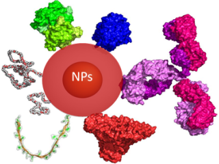 Peptide Conjugated Nanoparticles