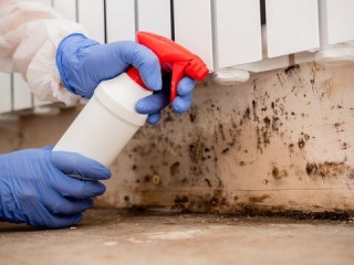 Get Rid of Mold Hassles Today with Mold Removal Services In St Charles