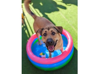 Choose Dog Boarding Los Angeles For Your Pet's Staycation