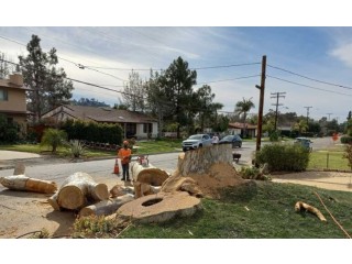 Cortez Tree Care Inc. for Professional Tree Removal in San Diego
