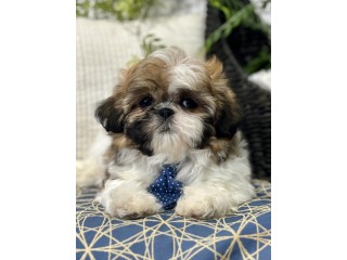 Limited Time Offer: Irresistible Shih Tzu Puppies for Sale!