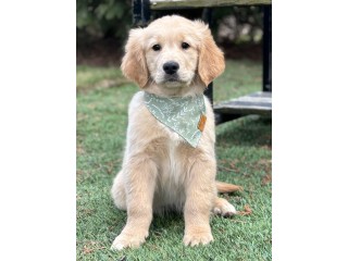 Find Your Perfect Companion: Golden Retriever Puppies For Sale Now!