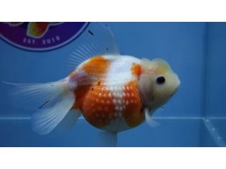 Goldfish for Sale