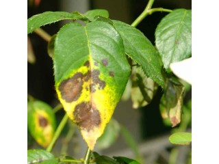 Fungal Diseases in Plants: Understanding, Prevention, and Treatment | Expert Guide