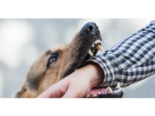 Guardians of Justice: San Diego's Premier Dog Bite Attorney Advocates