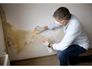 Say Goodbye to Mold: Expert Remediation in Miami