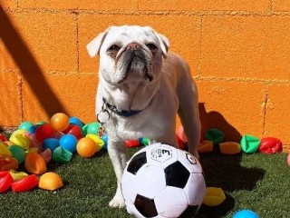 The Benefits Of Dog Football and Soccer