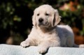 find-your-furry-friend-golden-retriever-puppies-for-sale-in-tn-small-0
