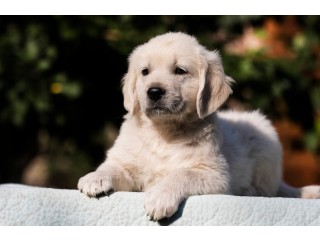 Find Your Furry Friend: Golden Retriever Puppies for Sale in TN