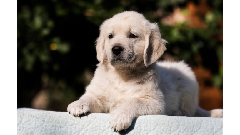 find-your-furry-friend-golden-retriever-puppies-for-sale-in-tn-big-0