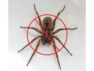 Expert Spider Pest Control Services in Orange County