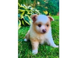 Finding Reliable Pomeranian Breeders in Ontario with 4EverPups