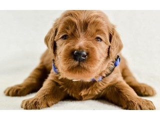 Indiana Goldendoodle Puppies for Sale: Finding Joy Home