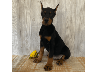 Quality Doberman Female Puppies for Sale - Doberman Pinscher Kennel