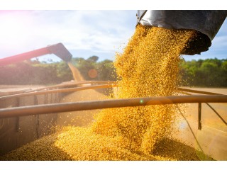 The Harvest Gold: Unveiling the Secrets of Soybean Cultivation and Harvesting