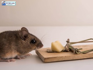 Say Goodbye to Rats in Los Angeles! Ecola Termite & Pest Control Services Can Help
