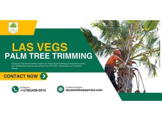 Expert Las Vegas Palm Trimming: Prices You Can Trust