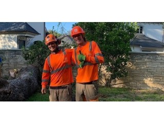 Expert Tree Trimming Services in San Angelo, Texas -The Tree Guys of West Texas