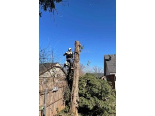 Holman Tree - Licensed & Insured Tree Removal Experts